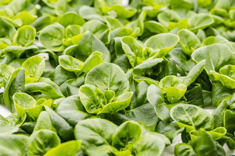 Are you our new Team Lead for Packing? image