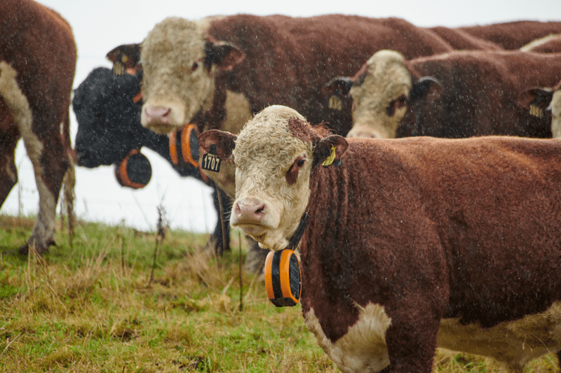 Customer Success Representative image