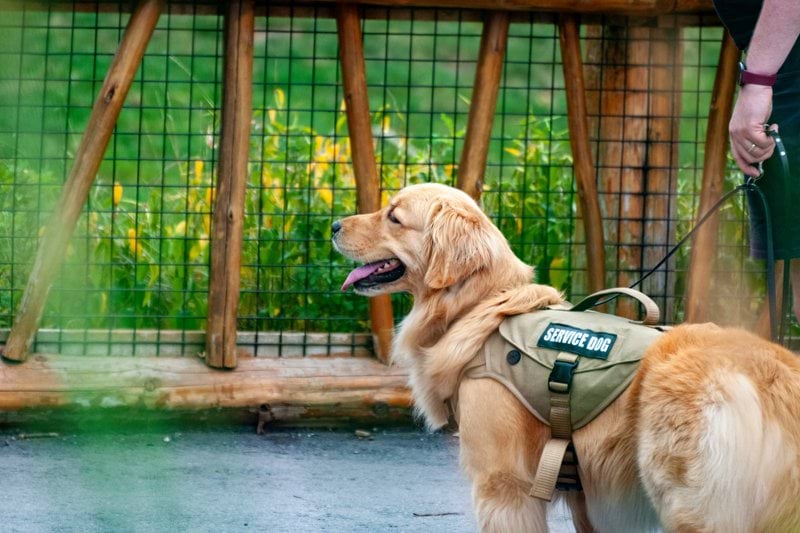 Personlig assistent till kvinna med hund image