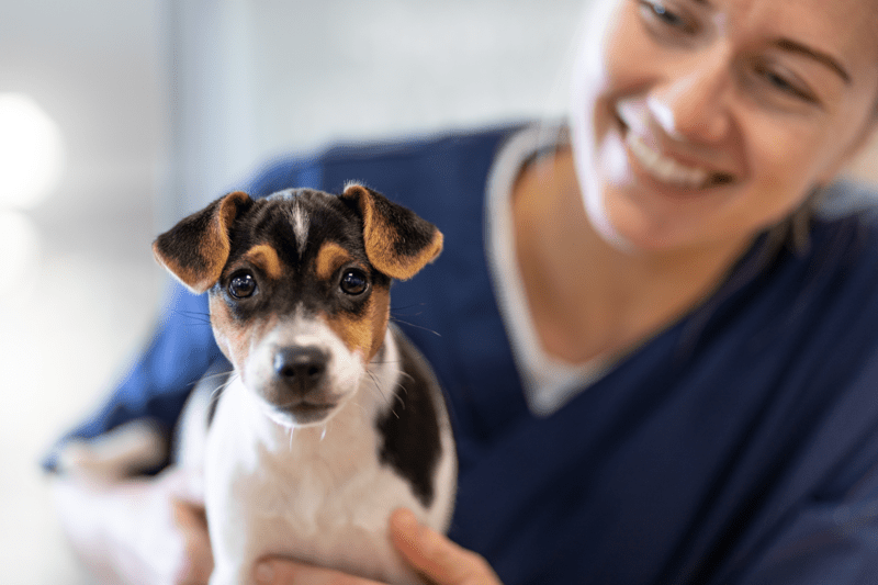 Tierärztin/Tierarzt 60-100% (m/w/d) - Wangen bei Olten image
