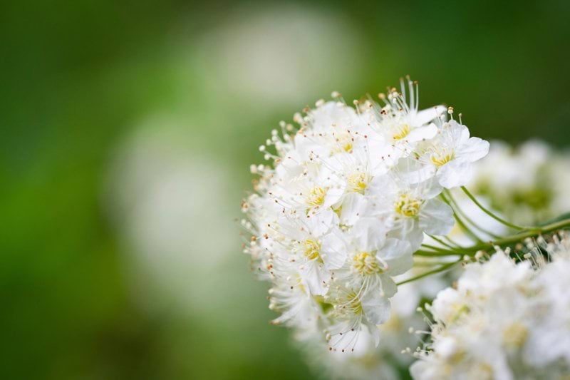 a close up of a bunch of white flowers