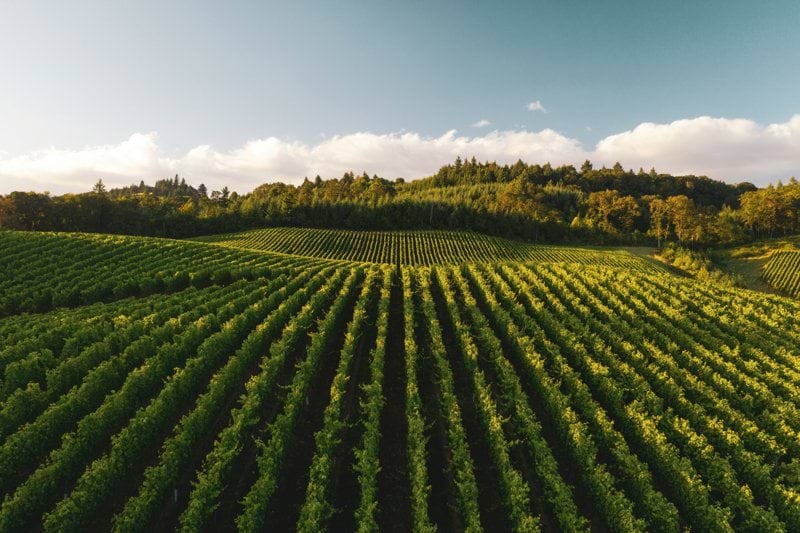 OUVRIER(E) VIGNERON image