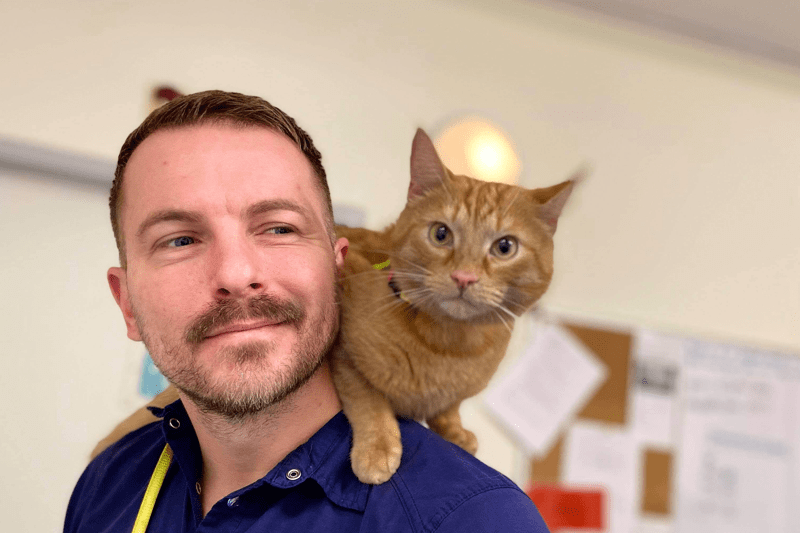 Djurvårdare till operationsavdelning! image