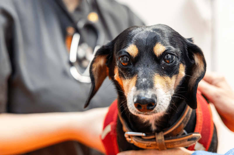 Hôtesse d'accueil F/H image