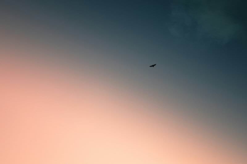 a bird flying high up in the sky