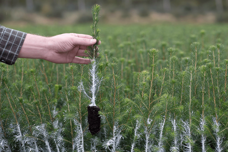 Plantskolearbetare image