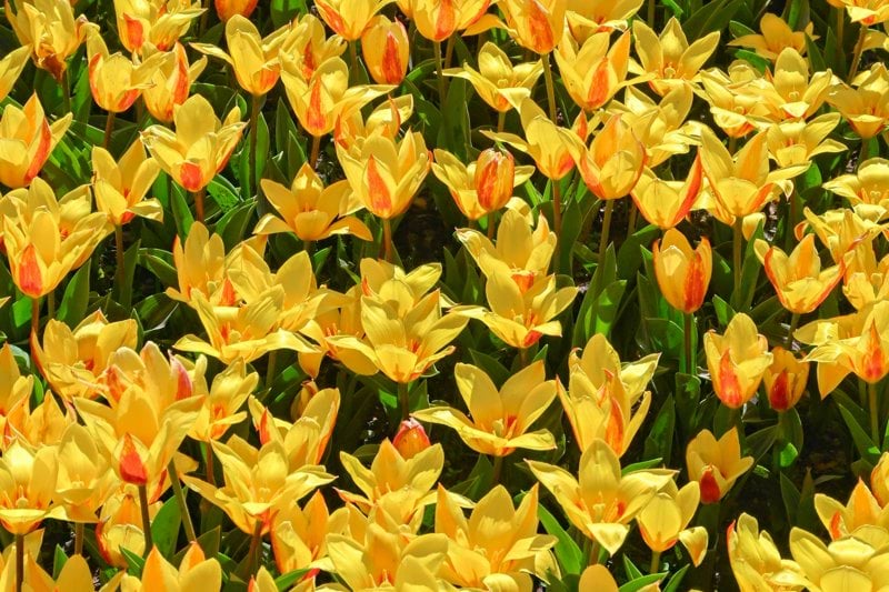 Suplència - Integrador/a Social per Pis de Joves image