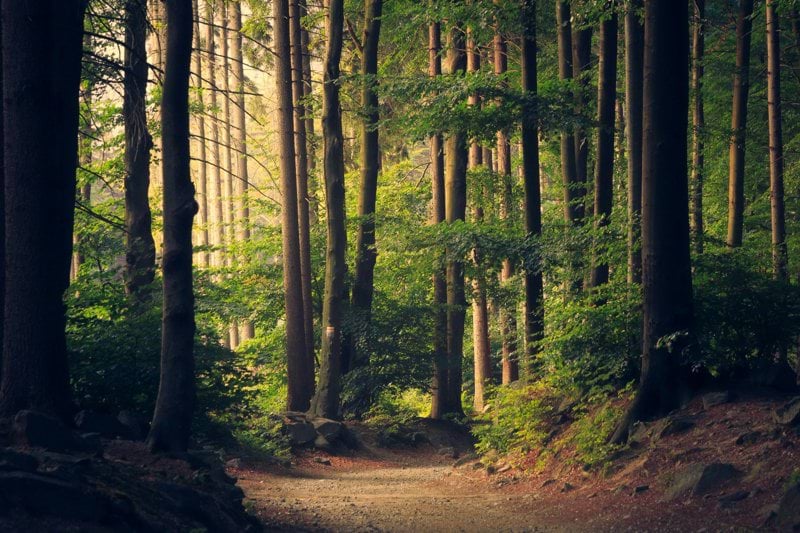 Ecologist/Arborist image