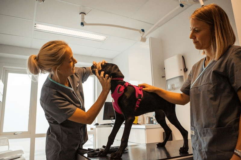 Fødselsvikariat for veterinær ved EMPET Drammen image