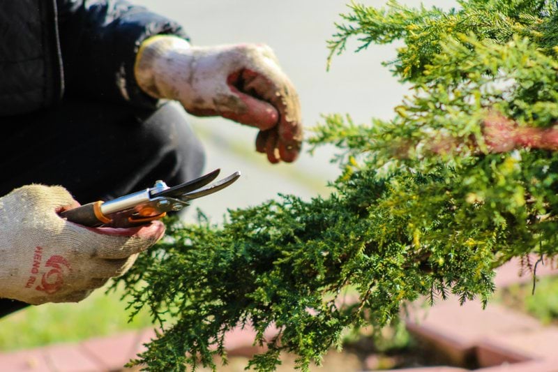 Gardener image