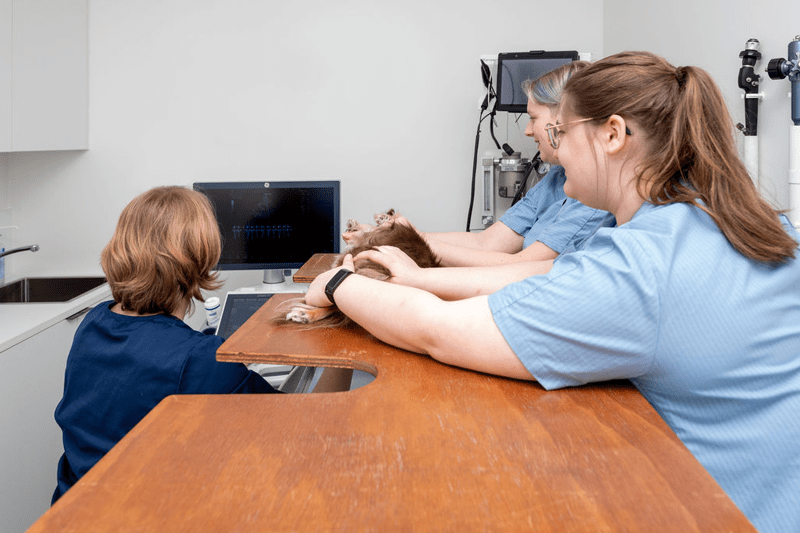 Job student dierenarts - AniCura Vetocambre image