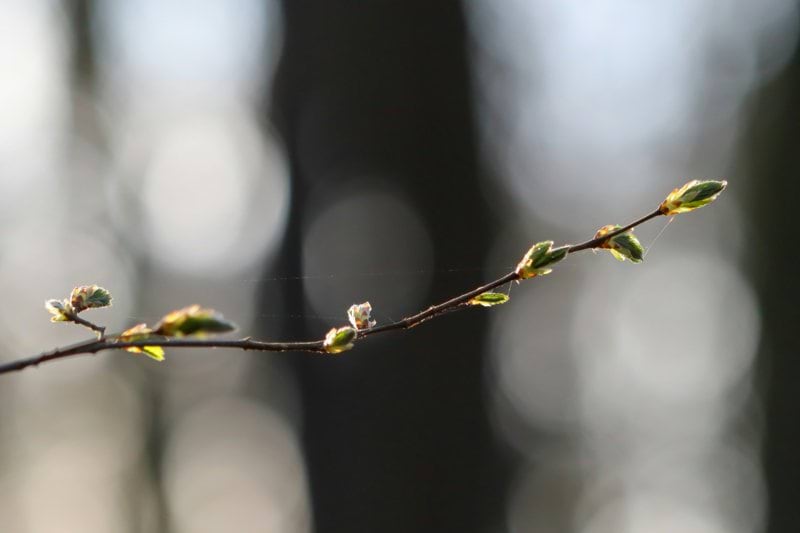 Etelä-Pohjanmaa kotihoito image