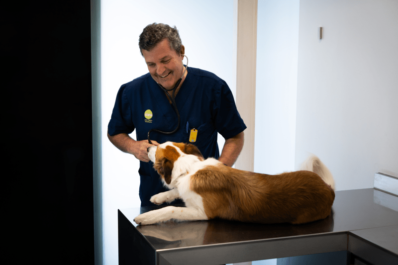 Veterinario/a Generalista Medicina Felina Clínica El Arca, A Coruña image
