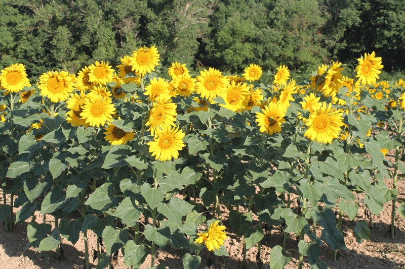 Adjoint Technique en expérimentation variétale (Soja et Tournesol) (H/F) image