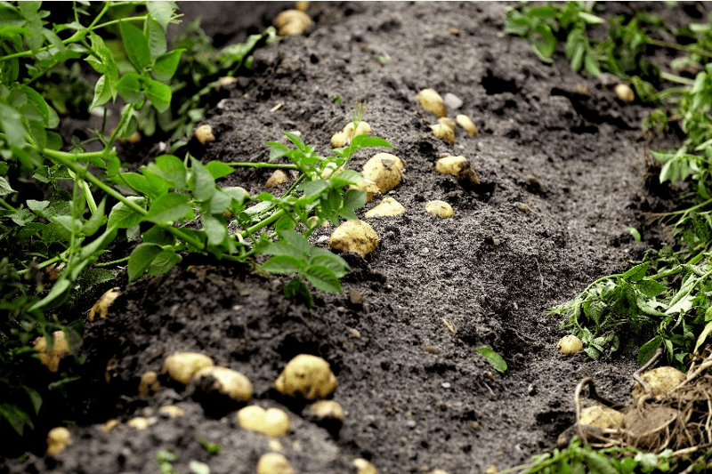 Agro Director at KMC image