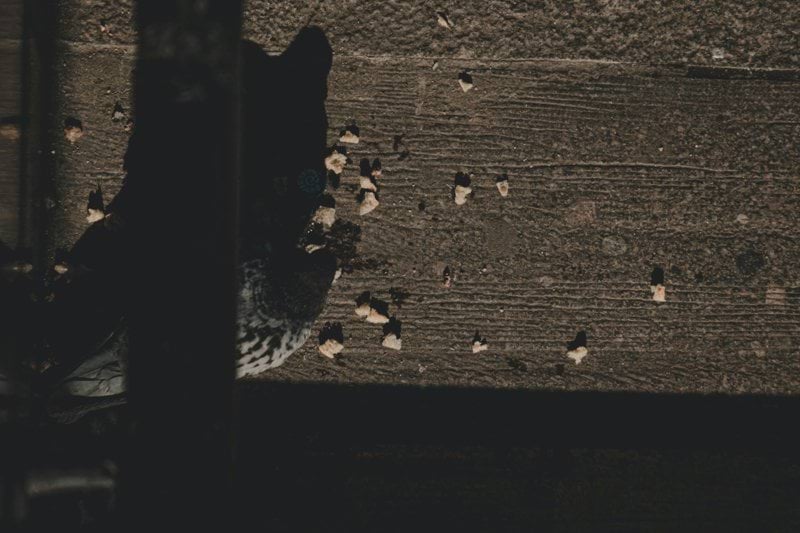 Timanttiporaaja image