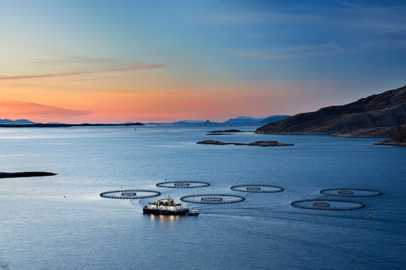 Kokekyndig lettmatros Frøy Finnmark image