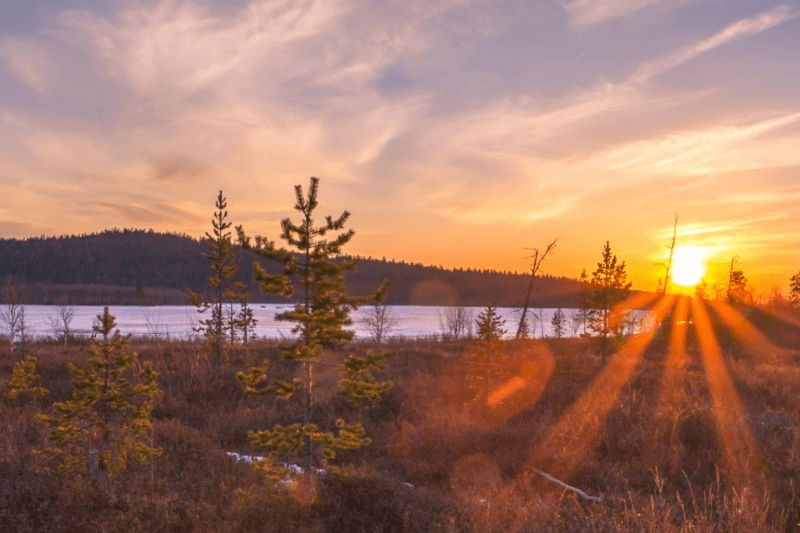 Hammashoitaja Ivalo image