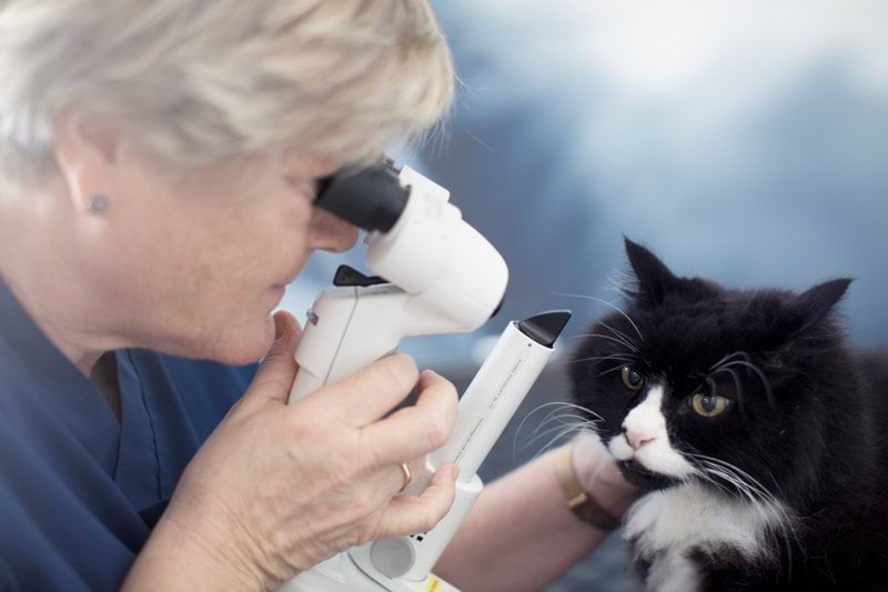 Veterinario/a generalista. AniCura Marina Alta (Alicante) image