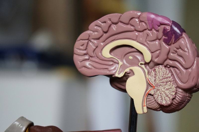 Docentes para el Máster en Neuropsicología Clínica image