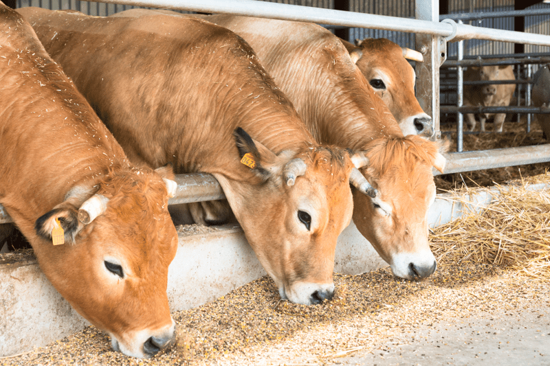 CONDUCTEUR.ICE PL BETAILLERE BOVINS image