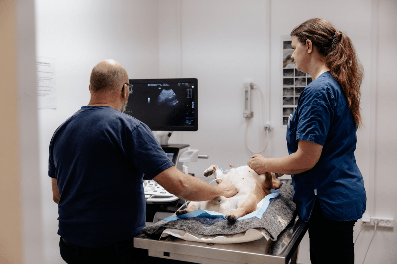 Dyrlæge søges til AniCuras vagthospital i Aalborg image