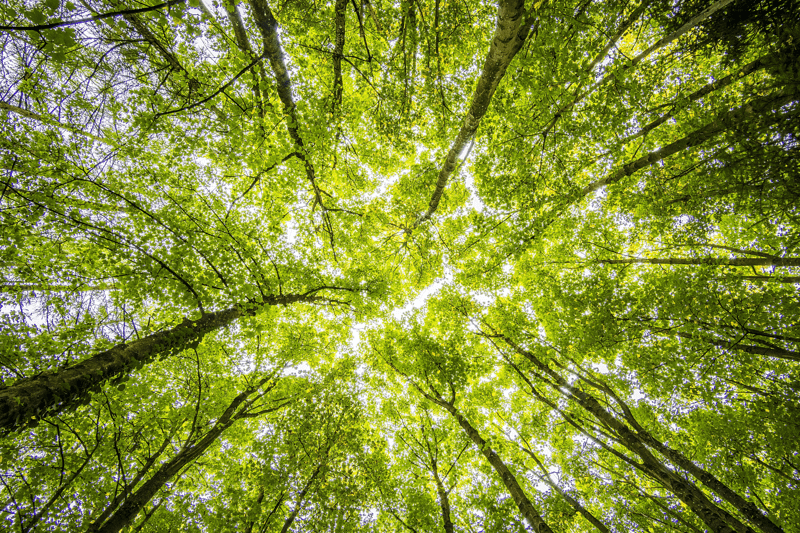 Microsoft Sustainability Consultant image