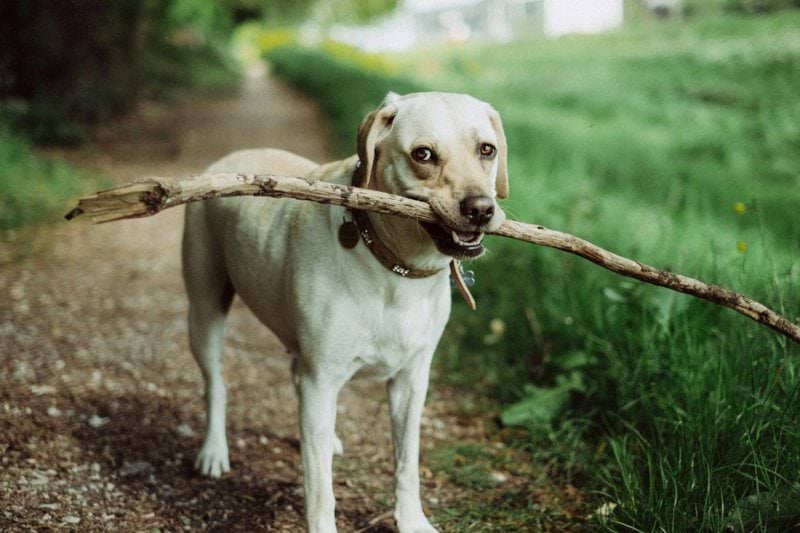Remote Veterinarian image