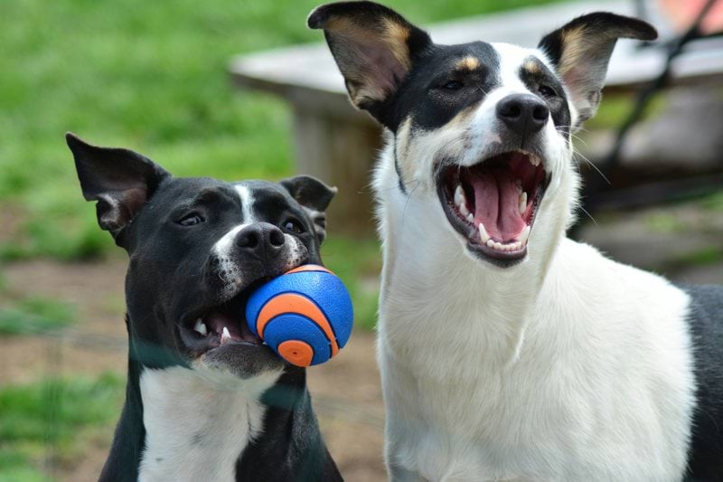 Product Sales Specialist - Pet Health - Remote image