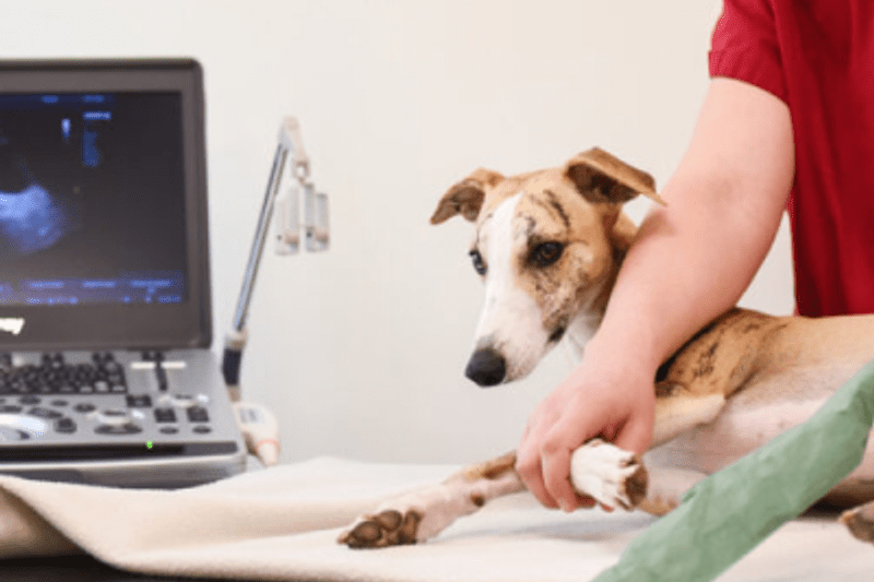 Narkossköterska till Veterinärkliniken i Kalmar image