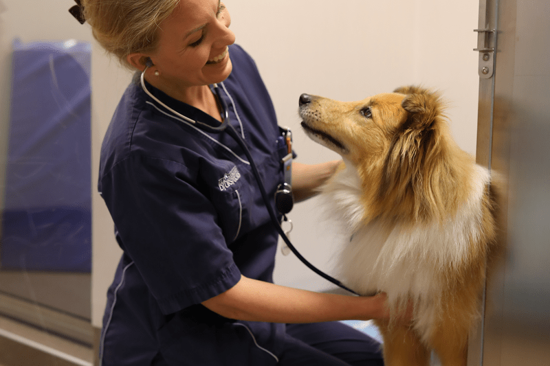 Veterinär till Blå Stjärnans Djursjukhus image