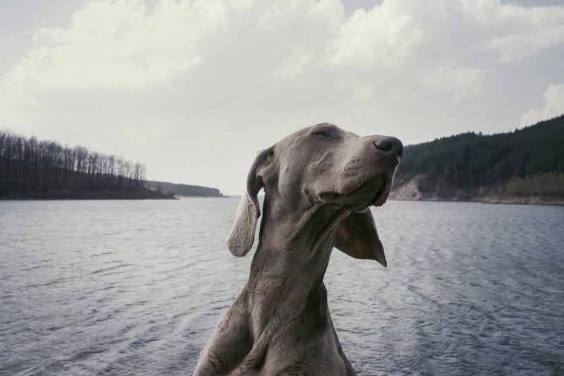 Sales Recovery Specialist - Pet Health - Remote image