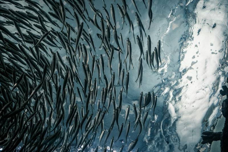 Produktionsledare till Sweden Pelagic i Ellös image