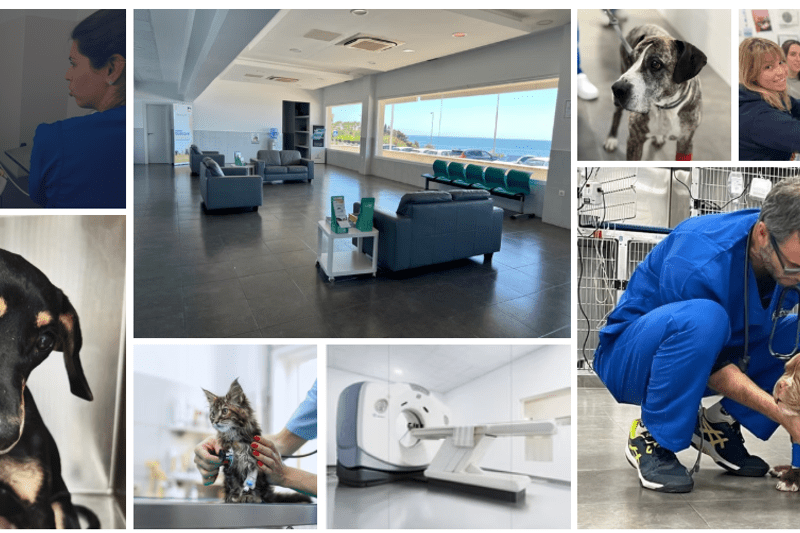 Veterinario Generalista : Hospital Bluecare Partners image