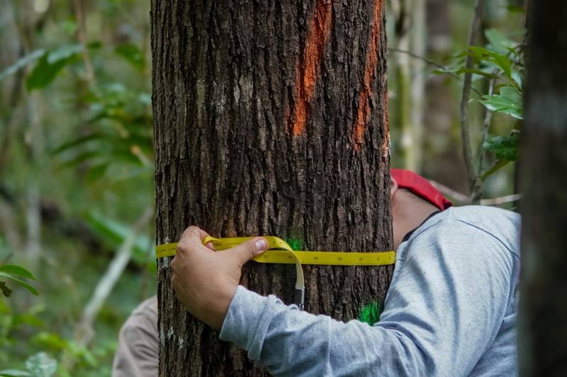 Senior Arboricultural Surveyor image