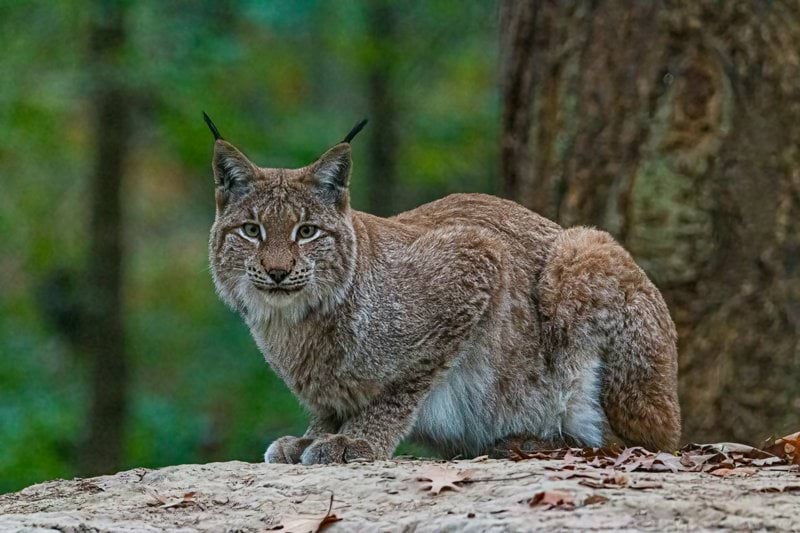 WWF söker en Senior Sakkunnig Rovdjur och Viltförvaltning image