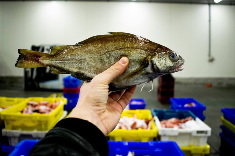 Lagerarbetare till Stockholms Fiskauktion! image
