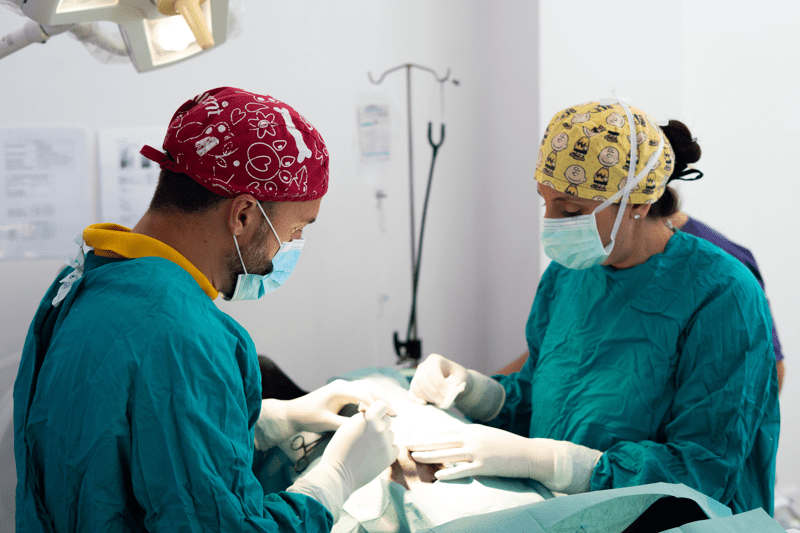 Veterinaria/o con experiencia en Cirugía:  Terra Vila-real image