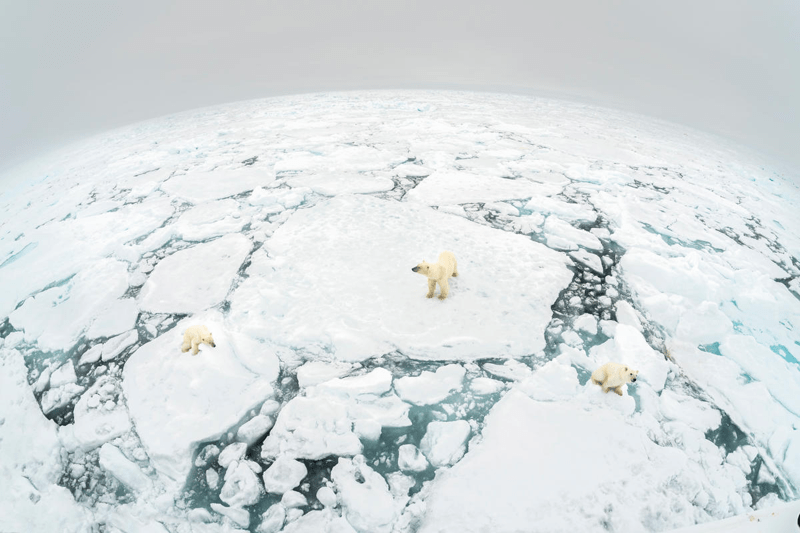 Intern with the WWF Global Arctic Programme: Event & Logistics Planning image
