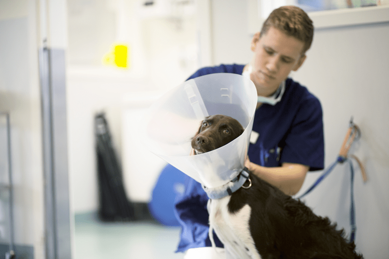 AniCura Jägarvallens Djursjukhus söker en erfaren DV3 image