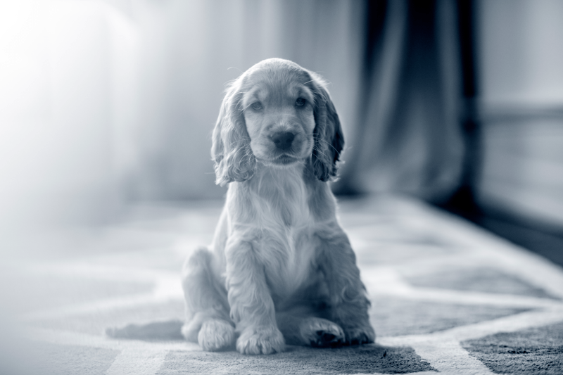 Medico Veterinario – Medicina d’Urgenza (Paderno Dugnano - MI) image