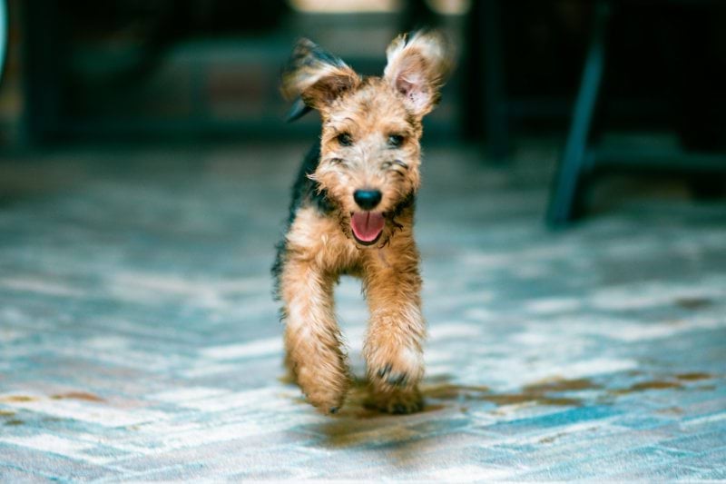 Product Sales Specialist - Pet Health - Remote image