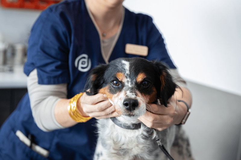 ASV Imagerie F/H image