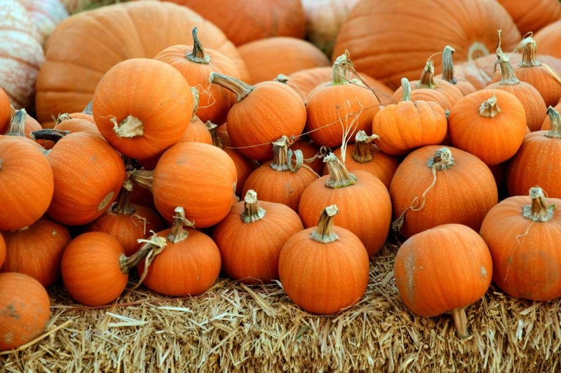 pile of orange squash