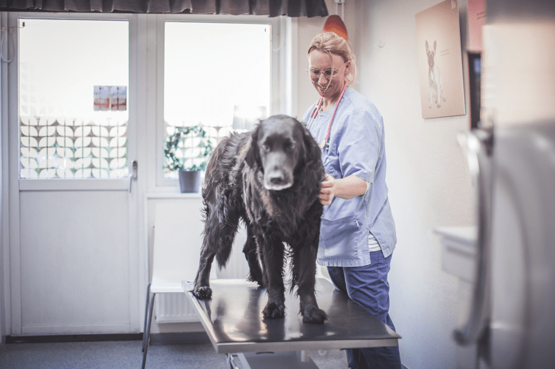 Veterinär sökes till AniCura Borlänge och Ludvika kliniken. (Open) image