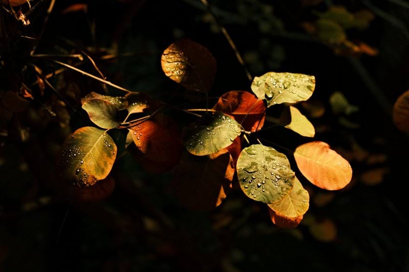 Osastolääkäri - Kajaani image