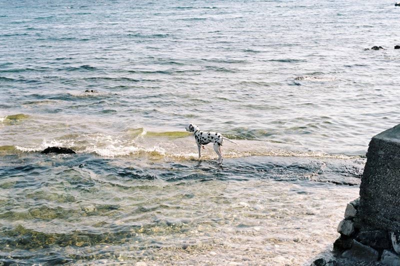 Product Sales Specialist - Pet Health - Remote image