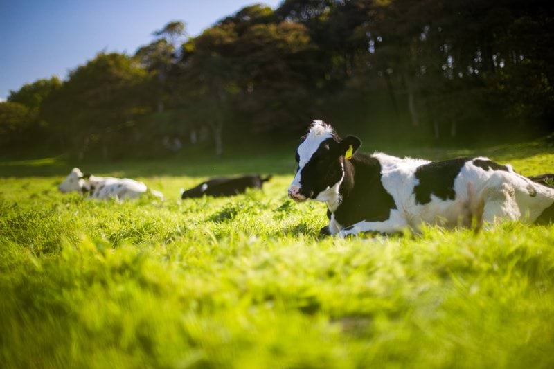 SAINT USAGE - VETERINAIRE MIXTE EN CDI (H/F) image