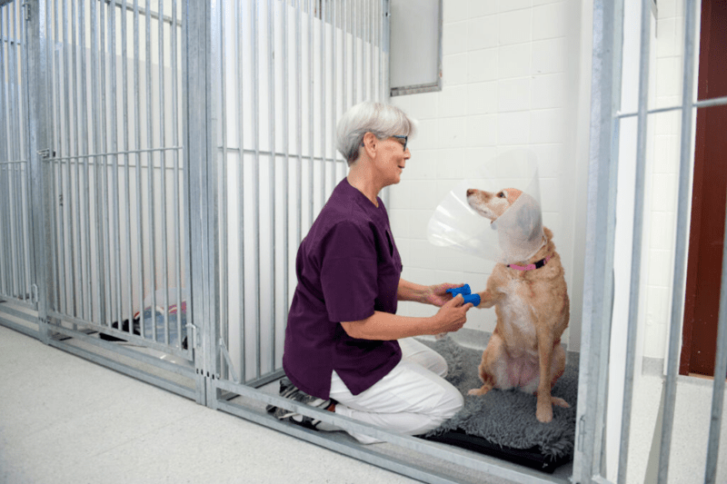 Veterinär med passion för kirurgi och tandvård och trivsel på arbetet image