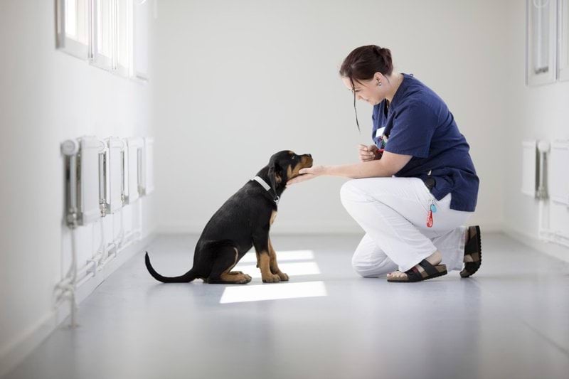 Spændende stilling som veterinærsygeplejerske på moderne dyrehospital image